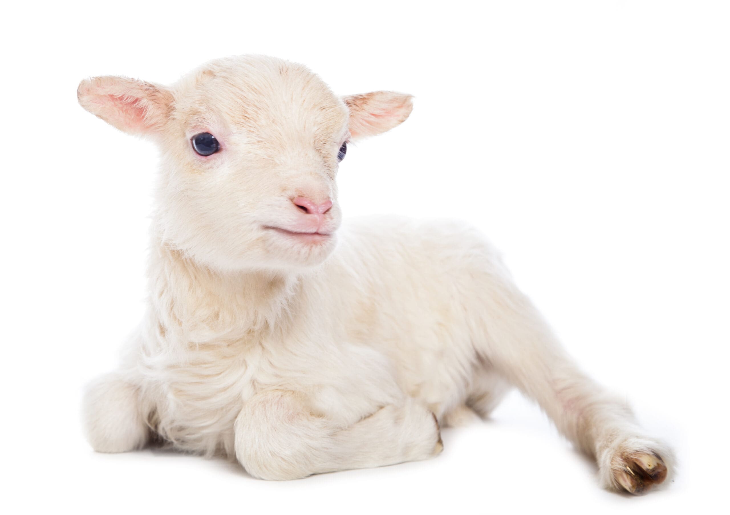 baby lamb explains zabihah